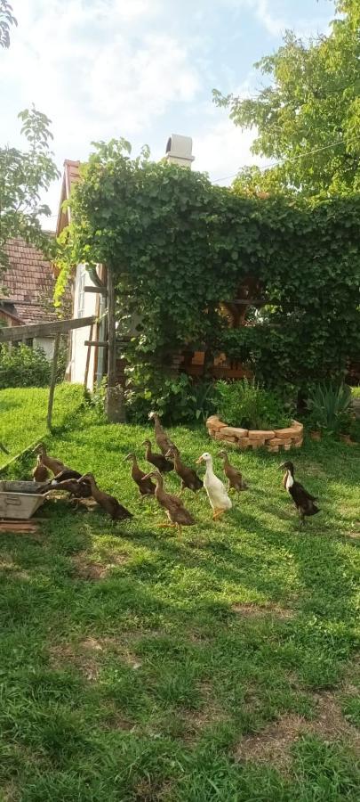 Miklos Lak Ocna de Sus Ngoại thất bức ảnh